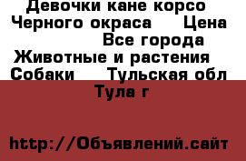 Девочки кане корсо. Черного окраса.  › Цена ­ 65 000 - Все города Животные и растения » Собаки   . Тульская обл.,Тула г.